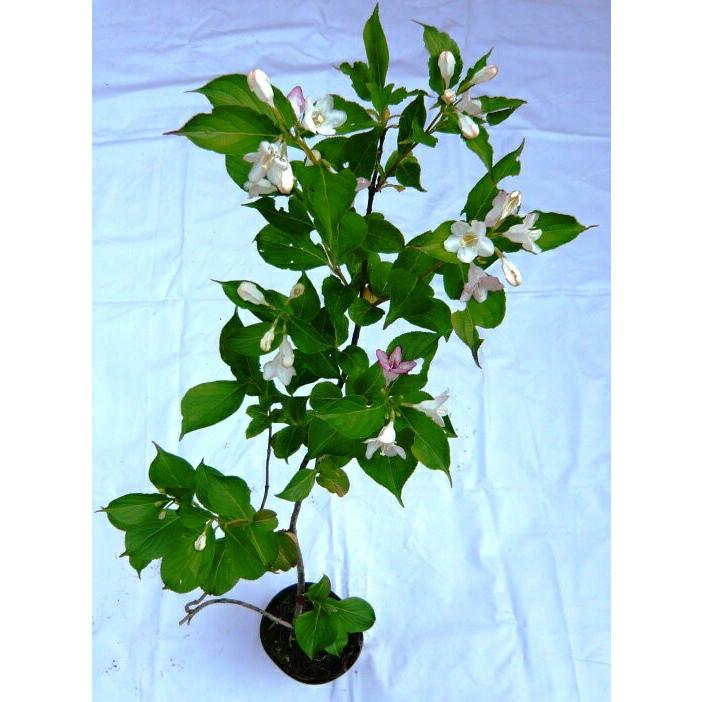 箱根空木 ハコネウツギ 苗 Hakone Utsugi 花の郷 滝谷花しょうぶ園 通販 Yahoo ショッピング