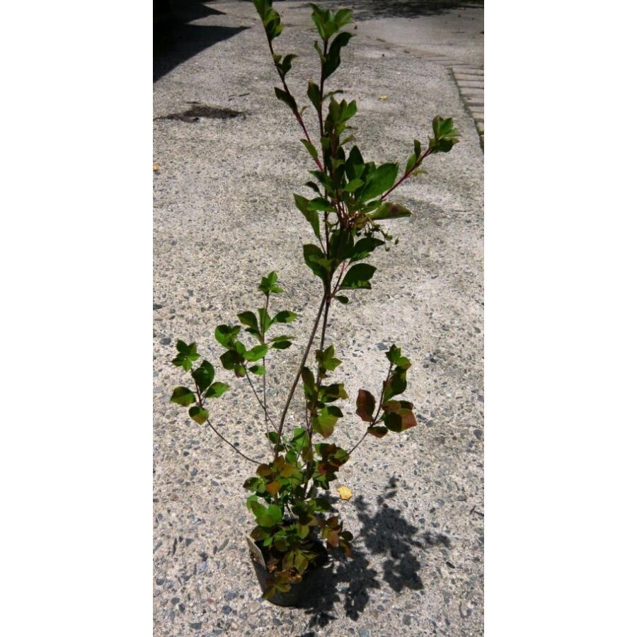 口紅更紗ドウダンツツジ 樹高20cm前後（送料別） : 花の郷 滝谷