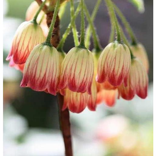 口紅更紗ドウダンツツジ 樹高20cm前後（送料別） : 花の郷 滝谷