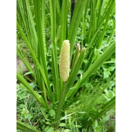 匂い菖蒲苗（におい菖蒲）（送料別） : 花の郷 滝谷花しょうぶ園