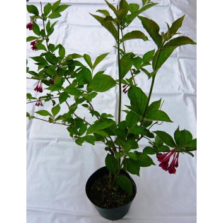 大紅空木（オオベニウツギ）苗（送料別） : 花の郷 滝谷花しょうぶ園