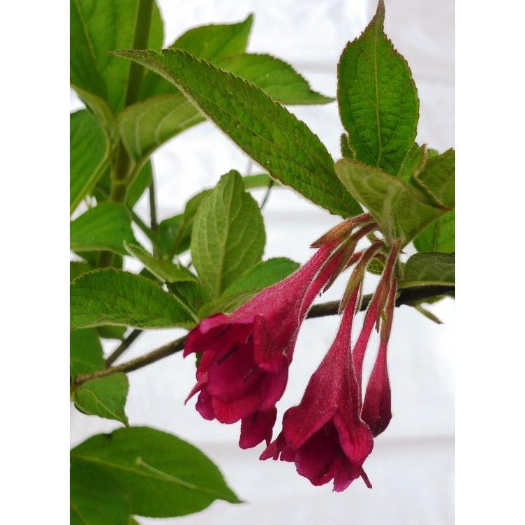 大紅空木（オオベニウツギ）苗（送料別） : 花の郷 滝谷花しょうぶ園
