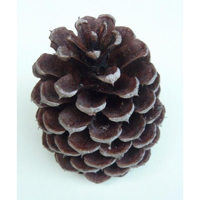 国産奈良県産 松ぼっくり 5個入 Sankomatsu 花の郷 滝谷花しょうぶ園 通販 Yahoo ショッピング