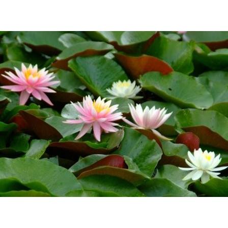 睡蓮苗（苗ミックス3株（送料別）） : 花の郷 滝谷花しょうぶ園 - 通販