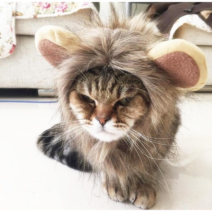 ペット用品ペットかつら 帽子 小型犬 猫 小動物 たてがみ 変身 可愛い 着ぐるみ ペット 着せ替え コスプレ ウィッグ ペット用 誕生日 記念撮影 19ea2 田木商品 通販 Yahoo ショッピング