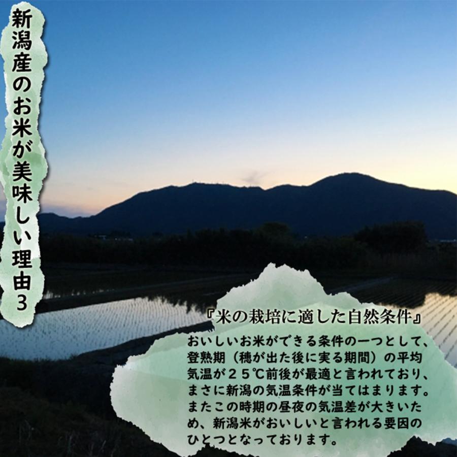 こしいぶき 新米 令和7年産 新潟産 白米20kg （5kg×4袋）さっぱりと