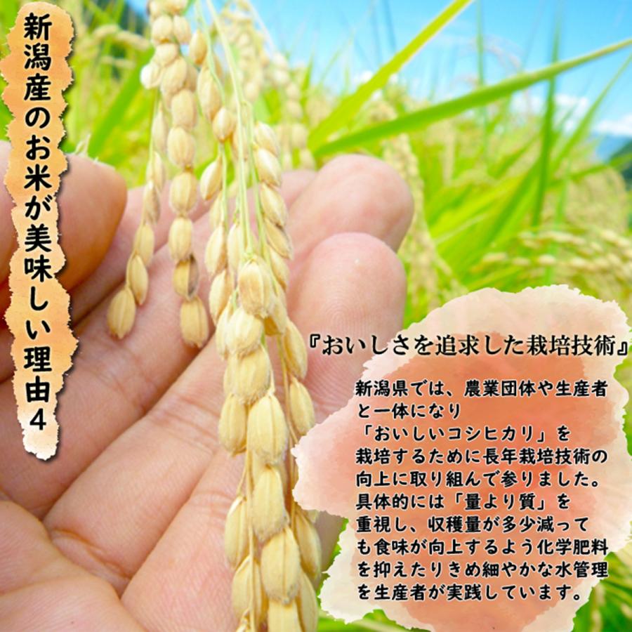 コシヒカリ 令和7年産 岩船産コシヒカリ 白米25kg （5kg×5袋） 「新潟