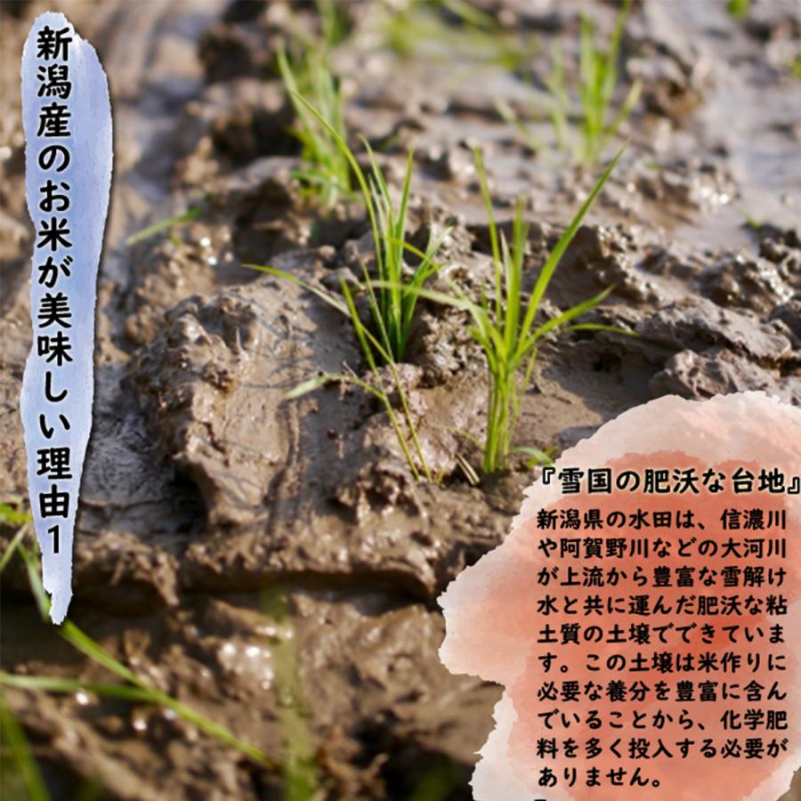 コシヒカリ 令和7年産 岩船産コシヒカリ 白米20kg （5kg×4袋）「新潟 