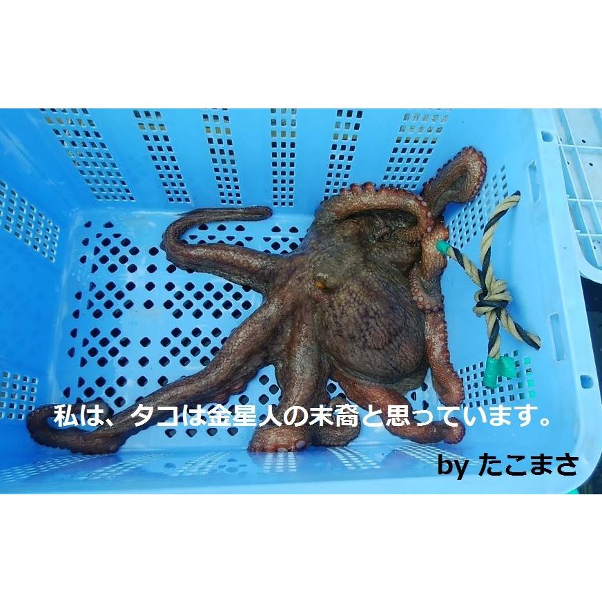 たこ 国産 真蛸 800g 生 活〆 マダコ 真だこ タコ 刺身 1杯丸ごと たこしゃぶ 愛知県産 南知多 104 たこまさ 通販 Yahoo ショッピング