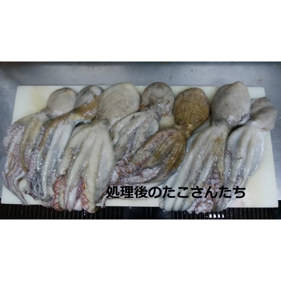 たこ 国産 真蛸 900g 生 活〆 マダコ 真だこ タコ 刺身 1杯丸ごと たこしゃぶ 愛知県産 南知多 105 たこまさ 通販 Yahoo ショッピング