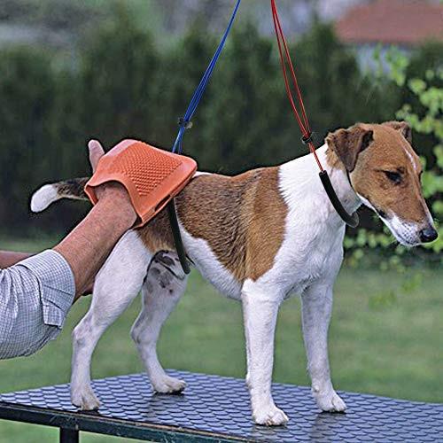 ペットトリミングテーブル専用 リード紐 美容室 動物病院用 ペット用品 犬 レッドとブルー L Epsi Rating Com