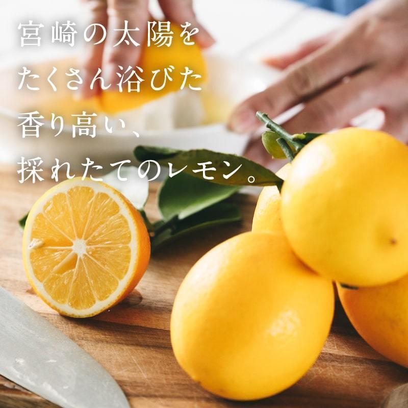 九州チーズタルト （5本入り） 10箱 チーズタルト スイーツ おやつ お菓子 お取り寄せグルメ レモン タルト ギフト プレゼント 送料無料 | タマチャンショップ | 05