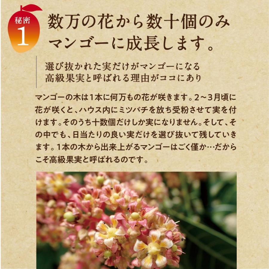 太陽のタマゴ 特大玉2玉 3L 2026年 宮崎 マンゴー フレッシュ 産地直送 母の日 贈り物 お中元 ギフト 果物 くだもの フルーツ 送料無料_5