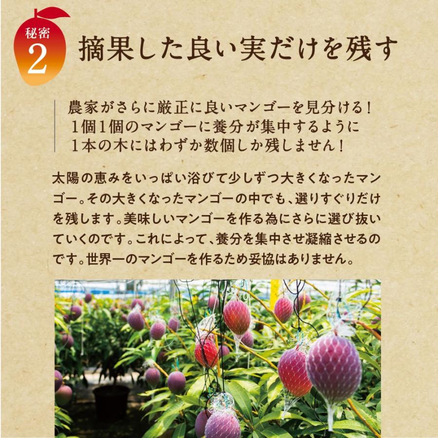 太陽のタマゴ 特大玉2玉 3L 2026年 宮崎 マンゴー フレッシュ 産地直送 母の日 贈り物 お中元 ギフト 果物 くだもの フルーツ 送料無料_6