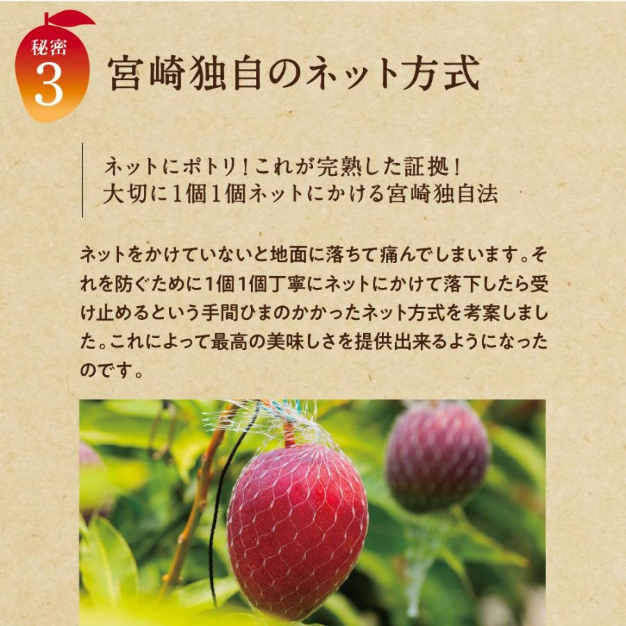 太陽のタマゴ 3.8kg詰め 2026年 宮崎 マンゴー フレッシュ 産地直送 贈り物 お中元 ギフト 果物 くだもの フルーツ 送料無料_7