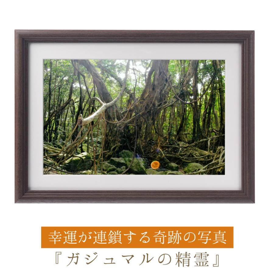 秋元隆良氏 奇跡の写真『ガジュマルの精霊』 開運 奇跡の写真 ガジュマルの精霊 秋元隆良 開運グッズ 開運フォト