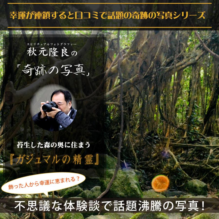 開運 奇跡の写真 ガジュマルの精霊 秋元隆良 開運グッズ 開運フォト