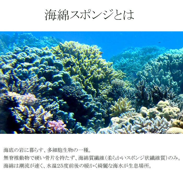 天然 特大！ 海綿スポンジ ギリシャ産 グラス種 XXLサイズ No.354 2e43821de092edfe70b373e3d65e43