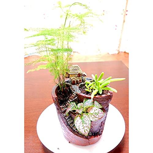 Blumen-beet 植木鉢 装飾 ガーデンポット サボテン プランター Blumen-beet 植木鉢 装飾 ガーデンポット サボテン プランター
