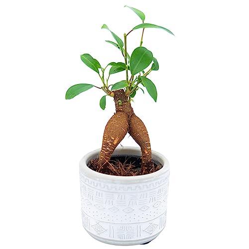 【現品】多幸の木　ガジュマル　ガジュマルの木　８号鉢　Ⅱ ガジュマル 観葉植物 8号鉢 現品販売 多幸の木 大型 鉢植え 室内