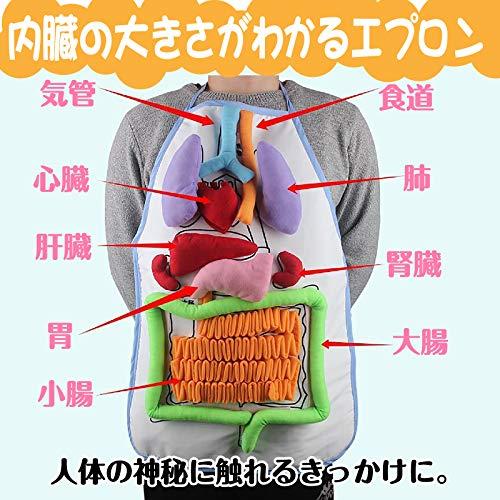 sac taske 人体模型 エプロン 内臓 臓器 解剖学 学習 教育 生物学 小学校 保健授業 (透明)｜tamari-do｜02