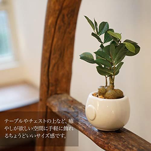 神戸花物語(Kobe Flower Story) フェイクグリーン ガジュマル ポット MH-1001 高さ25cm 陶器鉢｜tamari-do｜05
