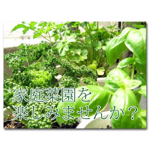 グリーンパル 深型菜園プランター 650mm ブラウン｜tamari-do｜02