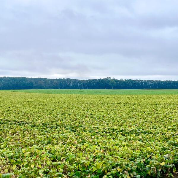 Tomさん　11キロ大豆 笹川 まめっ子 S-IIIR （モーター無し） 大豆/脱粒機/大豆脱粒機