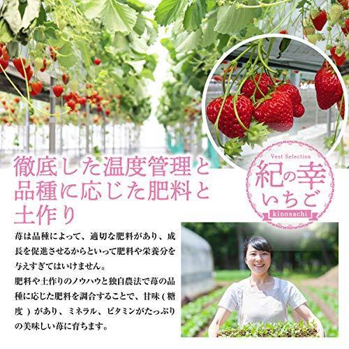 いちご 和歌山県産 高級 紀の幸 幸せいちご 等級s 34粒入り 1パック10粒 17粒 2パック約250グラム 野菜ソムリエ監修 いちご Arrowspeedline Com Vn