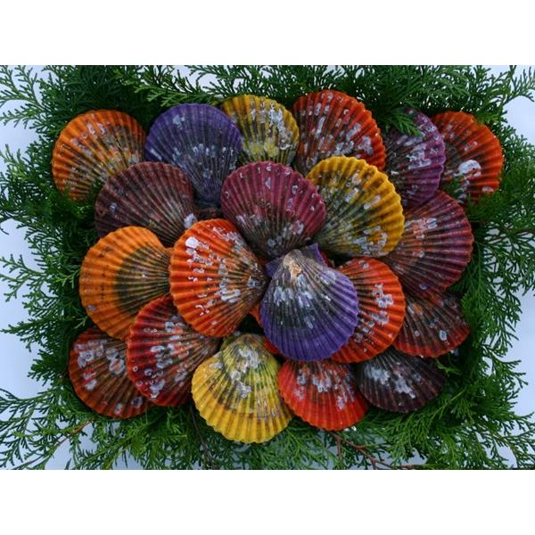 特大桧扇貝 ヒオウギ貝 30個 ９ｃｍ前後 伊勢志摩産 産地直送 三重県 うまし国志摩市 真珠の里 ギフトに 贈答品 Tkh 真珠屋珠ちゃん アコヤ真珠通販 通販 Yahoo ショッピング