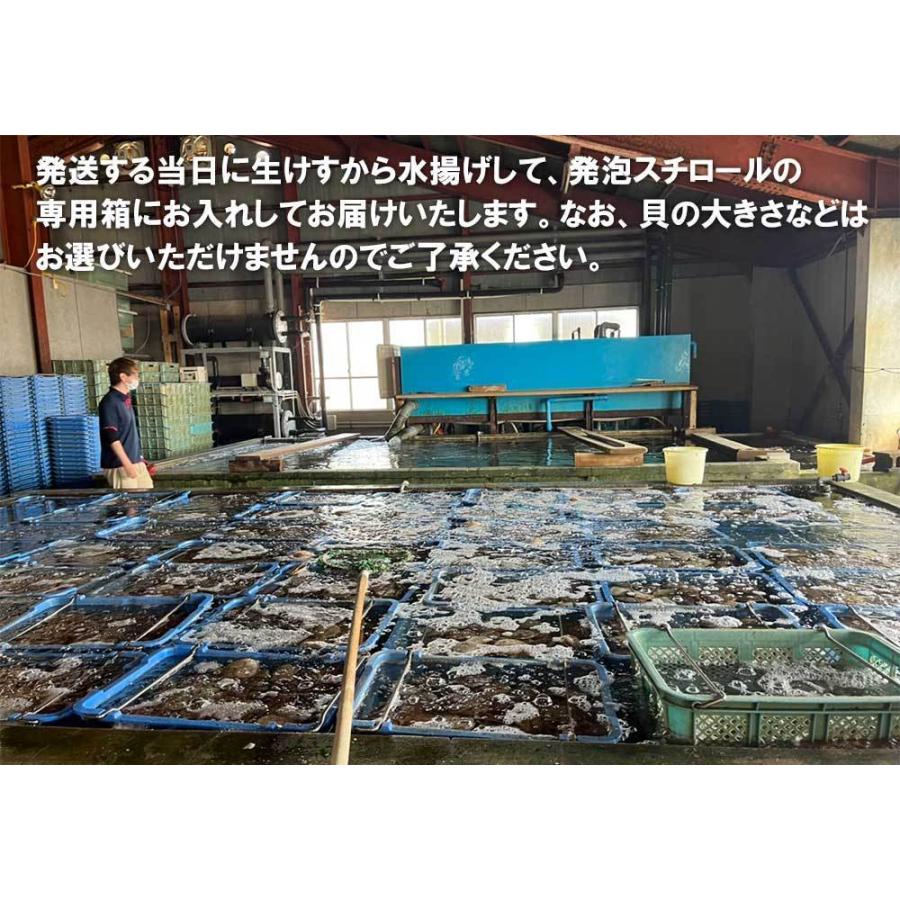ホタテ 殻付き 活ホタテ 青森陸奥湾産 2キロ 送料無料 生食 刺身