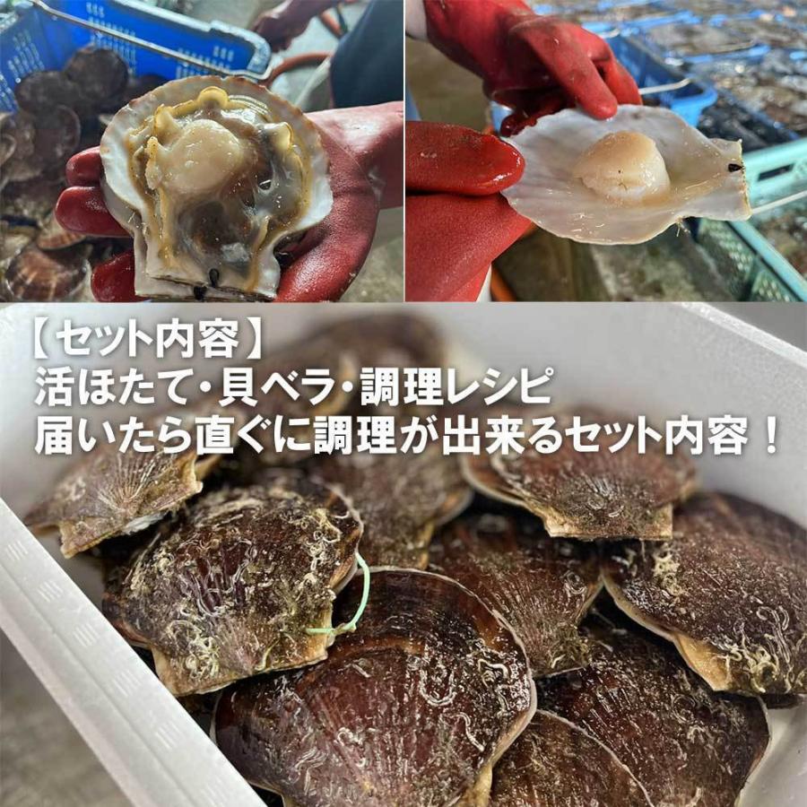 ホタテ 殻付き 活ホタテ 青森陸奥湾産 10キロ 送料無料 生食 ホタテ 殻付き 活ホタテ 青森陸奥湾産 10キロ 送料無料 生食