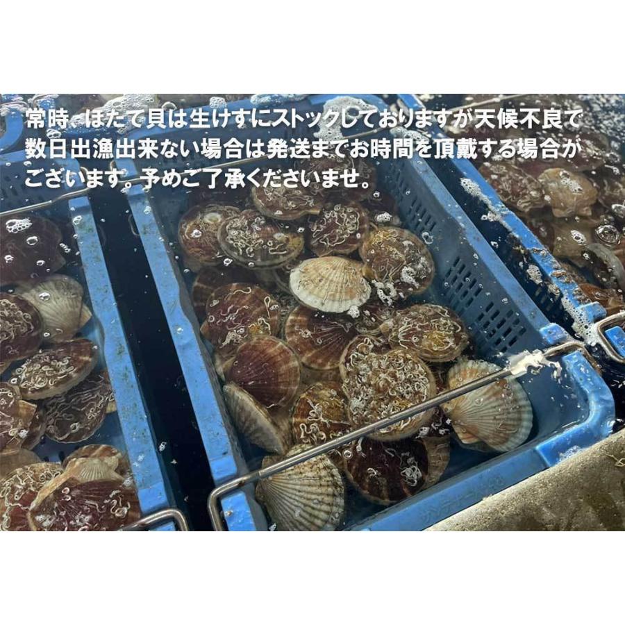 ホタテ 殻付き 活ホタテ 青森陸奥湾産 10キロ 送料無料 生食 ホタテ 殻付き 活ホタテ 青森陸奥湾産 10キロ 送料無料 生食