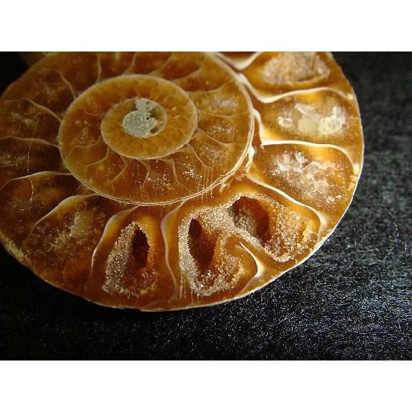 アンモナイト化石 ペア マダガスカル産 k9740 : TAMICHI Minerals