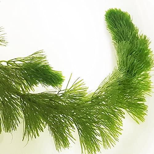 (水草)カボンバ 金魚藻30本カモンバ|tamurashop|02