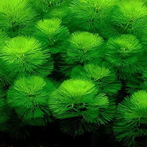 (水草)カボンバ 金魚藻30本カモンバ|tamurashop|03