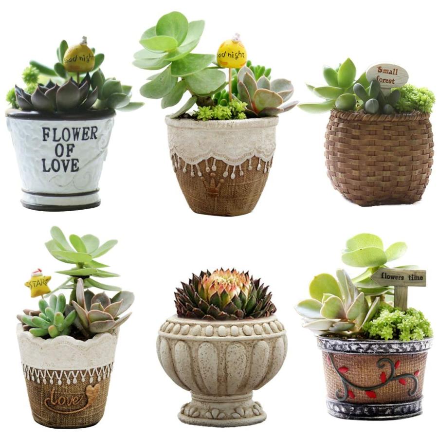 Iwailoft サボテン鉢 植木鉢 ミニ 多肉植物鉢 多肉植物ポット 6点セット 北欧 おしゃれ 卓上 置物 インテリア プレゼント ア 田村商店 通販 Yahoo ショッピング