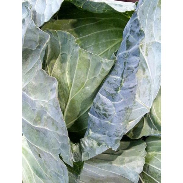 キャベツ 佐賀県産・九州各県産 1ケース4玉〜9玉入 約10kg : Tanaka
