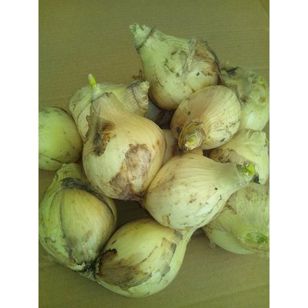 訳あり 新たまねぎ・たまねぎ 規格外品 佐賀県産 1ケース 約10kg