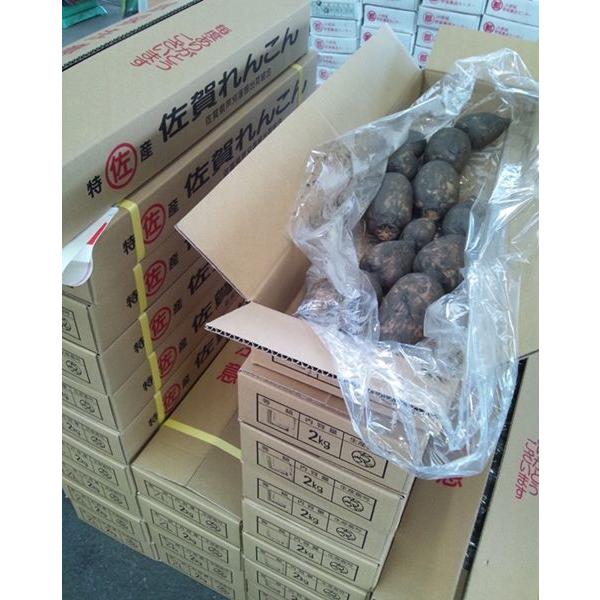 れんこん 佐賀県産 1ケース 約4kg : Tanaka Sho-ten - 通販 - Yahoo