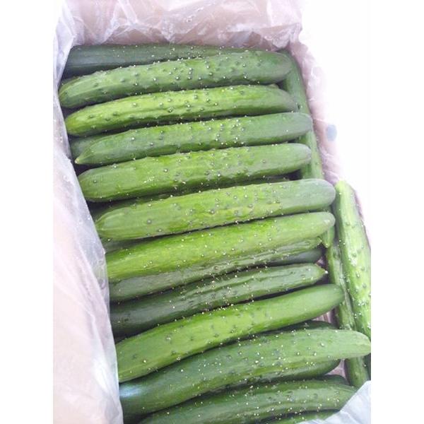 きゅうり 佐賀県産 1ケース 約5kg : Tanaka Sho-ten - 通販 - Yahoo