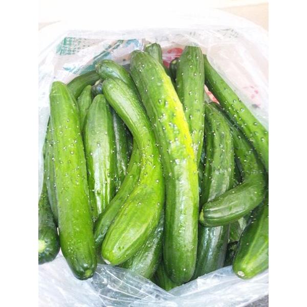 訳あり きゅうり 佐賀県産 九州各県産 規格外品 1ケース 約5kg 訳あり きゅうり 佐賀県産 九州各県産 規格外品 1ケース 約5kg