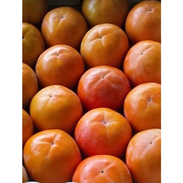 富有柿・早生富有柿　福岡県・九州各県産　1ケース 約5kg
