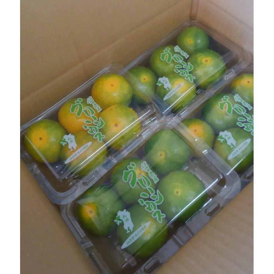 ハウスみかん・グリーンハウスみかん 佐賀県産 1ケース4パック入