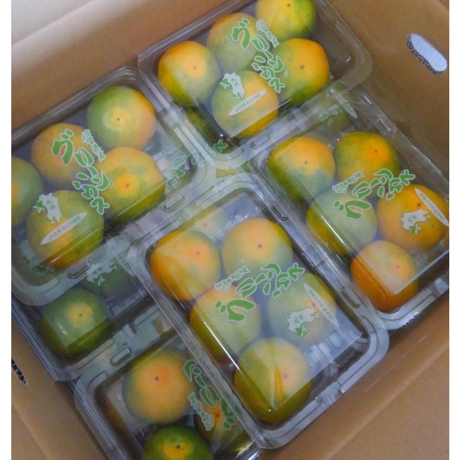 ハウスみかん・グリーンハウスみかん 佐賀県産 1ケース4パック入
