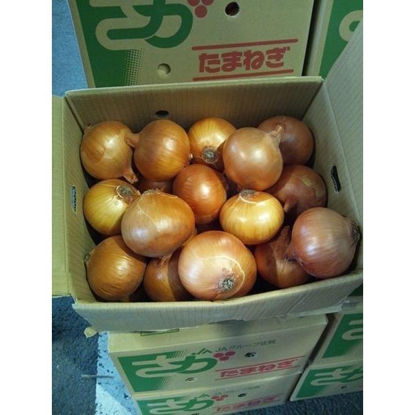 新たまねぎ・たまねぎ 佐賀県産 1ケース 約10kg : Tanaka Sho