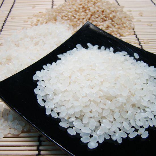 【令和4年産白米】業務用聖米【コシヒカリ100%】単一原料米　24Kg