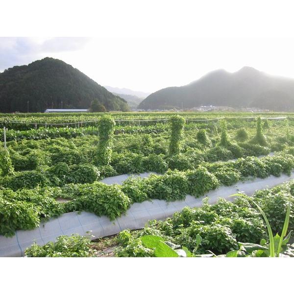 栽培シーズン到来！ 丹波山の芋 大玉 5キロ  種子候補 タネイモ つくね芋 100株分 長期保存 食用OK