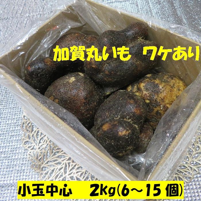 最安値 石川県 加賀 丸いも ワケあり 小玉 2キロ (6〜15個) 山芋