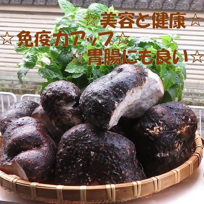 業者様専用 特価 丹波 山の芋 ワケあり 10キロ (25〜45個) 新芋 つくね